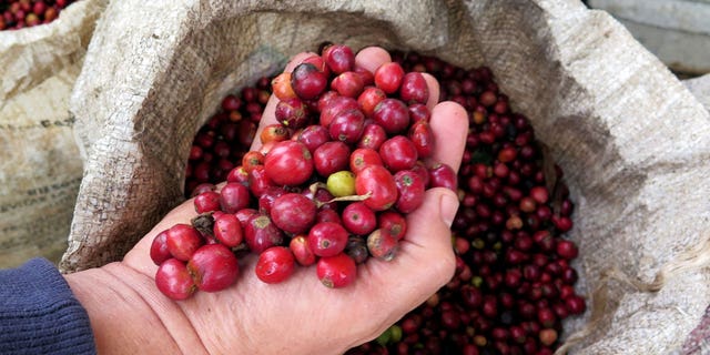 Nestlé pone a prueba programa de incentivos en efectivo para caficultores en campaña de sostenibilidad